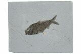 Eocene Fossil Fish (Knightia) - Wyoming #222851-1